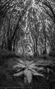 A black and white photograph captures a dense forest with towering trees, ferns, and a mysterious light source, evoking a sense of mystery and intrigue.