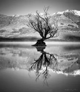 A solitary, bare tree stands majestically on a small island in a tranquil lake, reflecting its silhouette against the backdrop of snow-capped mountains and a clear sky, creating a serene and timeless scene.